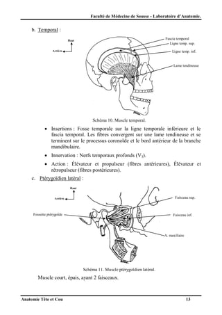 Faculté de Médecine de Sousse - Laboratoire d’Anatomie.

b. Temporal :
Fascia temporal
Ligne temp. sup.

Haut

Arrière

Ligne temp. inf.

Lame tendineuse

Schéma 10. Muscle temporal.

 Insertions : Fosse temporale sur la ligne temporale inférieure et le
fascia temporal. Les fibres convergent sur une lame tendineuse et se
terminent sur le processus coronoïde et le bord antérieur de la branche
mandibulaire.
 Innervation : Nerfs temporaux profonds (V3).
 Action : Élévateur et propulseur (fibres antérieures), Élévateur et
rétropulseur (fibres postérieures).
c. Ptérygoïdien latéral :
Haut

Faisceau sup.

Arrière

Fossette ptérygoïde

Faisceau inf.

A. maxillaire

Schéma 11. Muscle ptérygoïdien latéral.

Muscle court, épais, ayant 2 faisceaux.

Anatomie Tête et Cou

13

 