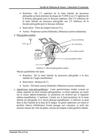 Faculté de Médecine de Sousse - Laboratoire d’Anatomie.

 Insertions : Du 1/3 supérieur de la lame latérale du processus
ptérygoïde au bord antérieur du disque de l’ATM et au 1/3 supérieur de
la fossette ptérygoïde pour le faisceau supérieur. Des 2/3 inférieurs de
la lame latérale du processus ptérygoïde aux 2/3 inférieurs de la
fossette ptérygoïde pour le faisceau inférieur.
 Innervation : Filets du temporo-buccal (V3).
 Action : Propulseur (action bilatérale), Diducteur (action unilatérale).
d. Ptérygoïdien médial :
Haut

Fascia cribriformis

Avant

Ap. inter-ptéryg.

Lig. sphéno-mandib.

M. ptérygoïdien médial

Schéma 12. Muscle ptérygoïdien médial.

Muscle quadrilatère très épais
 Insertions : De la lame latérale du processus ptérygoïde à la face
médiale de l’angle mandibulaire.
 Innervation : Rameau du V3.
 Action : Élévateur (action bilatérale), Diducteur (action unilatérale).
e. Aponévrose inter-ptérygoïdienne : Lame aponévrotique tendue comme un
rideau séparant les deux muscles ptérygoïdiens. Le bord supérieur est inséré
sur la suture sphéno-temporale. Le postérieur est renforcé par le ligament
sphéno-mandibulaire. L’antérieur s’insère sur le bord postérieur de la lame
latérale du ptérygoïde et le fascia ptérygo-mandibulaire. L’inférieur se perd
dans la face latérale de la base de la langue. Sa partie supérieure est mince et
perforée (fascia cribriformis) livrant passage aux vaisseaux et nerfs des
muscles tenseur du voile du palais, tenseur du tympan et ptérygoïdien médial.

Anatomie Tête et Cou

14

 