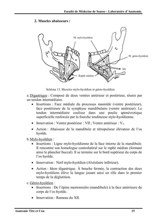 Faculté de Médecine de Sousse - Laboratoire d’Anatomie.

2. Muscles abaisseurs :

M. mylo-hyoïdien

M. génio-hyoïdien

XII
Raphé médian

Schéma 13. Muscles mylo-hyoïdien et génio-hyoïdien.

a. Digastrique : Composé de deux ventres antérieur et postérieur, réunis par
un tendon intermédiaire.
 Insertions : Face médiale du processus mastoïde (ventre postérieur),
face postérieure de la symphyse mandibulaire (ventre antérieur). Le
tendon intermédiaire coulisse dans une poulie aponévrotique
superficielle renforcée par la fourche tendineuse stylo-hyoïdienne.
 Innervation : Ventre postérieur : VII ; Ventre antérieur : V3.
 Action : Abaisseur de la mandibule et rétropulseur élévateur de l’os
hyoïde.
b. Mylo-hyoïdien :
 Insertions : Ligne mylo-hyoïdienne de la face interne de la mandibule.
Il rencontre son homologue controlatéral sur le raphé médian (formant
ainsi le plancher buccal). Il se termine sur le bord supérieur du corps de
l’os hyoïde.
 Innervation : Nerf mylo-hyoïdien (Alvéolaire inférieur).
 Action : Idem digastrique. À bouche fermée, la contraction des deux
mylo-hyoïdiens élève la langue jouant ainsi un rôle dans le premier
temps de la déglutition.
c. Génio-hyoïdien :
 Insertions : De l’épine mentonnière (mandibule) à la face antérieure du
corps de l’os hyoïde.
 Innervation : Rameau du XII.

Anatomie Tête et Cou

15

 