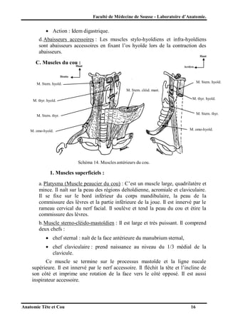 Faculté de Médecine de Sousse - Laboratoire d’Anatomie.

 Action : Idem digastrique.
d. Abaisseurs accessoires : Les muscles stylo-hyoïdiens et infra-hyoïdiens
sont abaisseurs accessoires en fixant l’os hyoïde lors de la contraction des
abaisseurs.
Haut

C. Muscles du cou :

Haut

Arrière

Droite

M. Stern. hyoïd.

M. Stern. hyoïd.
M. Stern. cléid. mast.

M. thyr. hyoïd.

M. thyr. hyoïd.

M. Stern. thyr.

M. Stern. thyr.

M. omo-hyoïd.

M. omo-hyoïd.

Schéma 14. Muscles antérieurs du cou.

1. Muscles superficiels :
a. Platysma (Muscle peaucier du cou) : C’est un muscle large, quadrilatère et
mince. Il naît sur la peau des régions deltoïdienne, acromiale et claviculaire.
Il se fixe sur le bord inférieur du corps mandibulaire, la peau de la
commissure des lèvres et la partie inférieure de la joue. Il est innervé par le
rameau cervical du nerf facial. Il soulève et tend la peau du cou et étire la
commissure des lèvres.
b. Muscle sterno-cléido-mastoïdien : Il est large et très puissant. Il comprend
deux chefs :
 chef sternal : naît de la face antérieure du manubrium sternal,
 chef claviculaire : prend naissance au niveau du 1/3 médial de la
clavicule.
Ce muscle se termine sur le processus mastoïde et la ligne nucale
supérieure. Il est innervé par le nerf accessoire. Il fléchit la tête et l’incline de
son côté et imprime une rotation de la face vers le côté opposé. Il est aussi
inspirateur accessoire.

Anatomie Tête et Cou

16

 