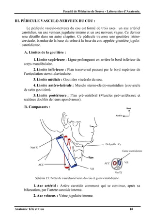 Faculté de Médecine de Sousse - Laboratoire d’Anatomie.

III. PÉDICULE VASCULO-NERVEUX DU COU :
Le pédicule vasculo-nerveux du cou est formé de trois axes : un axe artériel
carotidien, un axe veineux jugulaire interne et un axe nerveux vague. Ce dernier
sera détaillé dans un autre chapitre. Ce pédicule traverse une gouttière latérocervicale, étendue de la base du crâne à la base du cou appelée gouttière jugulocarotidienne.
A. Limites de la gouttière :
1. Limite supérieure : Ligne prolongeant en arrière le bord inférieur du
corps mandibulaire.
2. Limite inférieure : Plan transversal passant par le bord supérieur de
l’articulation sterno-claviculaire.
3. Limite médiale : Gouttière viscérale du cou.
4. Limite antéro-latérale : Muscle sterno-cléido-mastoïdien (couvercle
de cette gouttière).
5. Limite postérieure : Plan pré-vertébral (Muscles pré-vertébraux et
scalènes doublés de leurs aponévroses).
B. Composants :

Haut

Arrière

Os hyoïde : C4
Nerf X
Gaine carotidienne

VJI

ACC

ACC
VJI

Nerf X

Schéma 15. Pédicule vasculo-nerveux du cou et gaine carotidienne.

1. Axe artériel : Artère carotide commune qui se continue, après sa
bifurcation, par l’artère carotide interne.
2. Axe veineux : Veine jugulaire interne.

Anatomie Tête et Cou

18

 