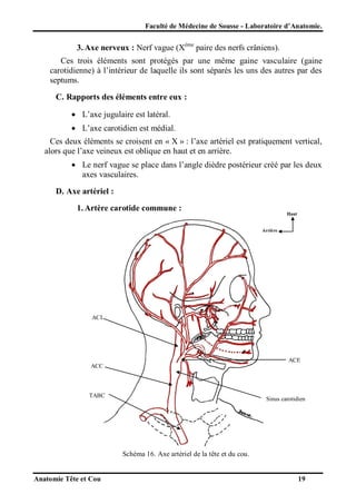 Faculté de Médecine de Sousse - Laboratoire d’Anatomie.

3. Axe nerveux : Nerf vague (Xème paire des nerfs crâniens).
Ces trois éléments sont protégés par une même gaine vasculaire (gaine
carotidienne) à l’intérieur de laquelle ils sont séparés les uns des autres par des
septums.
C. Rapports des éléments entre eux :
 L’axe jugulaire est latéral.
 L’axe carotidien est médial.
Ces deux éléments se croisent en « X » : l’axe artériel est pratiquement vertical,
alors que l’axe veineux est oblique en haut et en arrière.
 Le nerf vague se place dans l’angle dièdre postérieur créé par les deux
axes vasculaires.
D. Axe artériel :
1. Artère carotide commune :

Haut

Arrière

ACI

ACE
ACC

TABC

Sinus carotidien

Schéma 16. Axe artériel de la tête et du cou.

Anatomie Tête et Cou

19

 