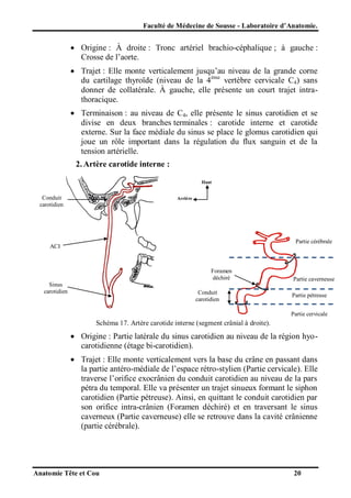 Faculté de Médecine de Sousse - Laboratoire d’Anatomie.

 Origine : À droite : Tronc artériel brachio-céphalique ; à gauche :
Crosse de l’aorte.
 Trajet : Elle monte verticalement jusqu’au niveau de la grande corne
du cartilage thyroïde (niveau de la 4 ème vertèbre cervicale C4) sans
donner de collatérale. À gauche, elle présente un court trajet intrathoracique.
 Terminaison : au niveau de C4, elle présente le sinus carotidien et se
divise en deux branches terminales : carotide interne et carotide
externe. Sur la face médiale du sinus se place le glomus carotidien qui
joue un rôle important dans la régulation du flux sanguin et de la
tension artérielle.
2. Artère carotide interne :
Haut

Conduit
carotidien

Arrière

Partie cérébrale

ACI

Foramen
déchiré
Sinus
carotidien

Conduit
carotidien

Partie caverneuse
Partie pétreuse
Partie cervicale

Schéma 17. Artère carotide interne (segment crânial à droite).

 Origine : Partie latérale du sinus carotidien au niveau de la région hyocarotidienne (étage bi-carotidien).
 Trajet : Elle monte verticalement vers la base du crâne en passant dans
la partie antéro-médiale de l’espace rétro-stylien (Partie cervicale). Elle
traverse l’orifice exocrânien du conduit carotidien au niveau de la pars
pétra du temporal. Elle va présenter un trajet sinueux formant le siphon
carotidien (Partie pétreuse). Ainsi, en quittant le conduit carotidien par
son orifice intra-crânien (Foramen déchiré) et en traversant le sinus
caverneux (Partie caverneuse) elle se retrouve dans la cavité crânienne
(partie cérébrale).

Anatomie Tête et Cou

20

 