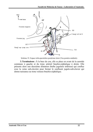 Faculté de Médecine de Sousse - Laboratoire d’Anatomie.

Haut

Droite

Foramen magnum
XII
Gangl. inf. du X
Foramen jug.
VII

ACI
Gangl. sup. symp. cerv.
IX

VJI
XI
X

Schéma 19. Espace infra-parotidien postérieur droit (Vue postéro-médiale).

3. Terminaison : À la base du cou, elle se place en avant de la carotide
commune à gauche et du tronc artériel brachio-céphalique à droite. Elle
présente alors une deuxième dilatation (bulbe jugulaire inférieur) qui conflue
avec la veine sub-clavière pour former le confluent jugulo-sub-clavier qui
donne naissance au tronc veineux brachio-céphalique.

Anatomie Tête et Cou

22

 