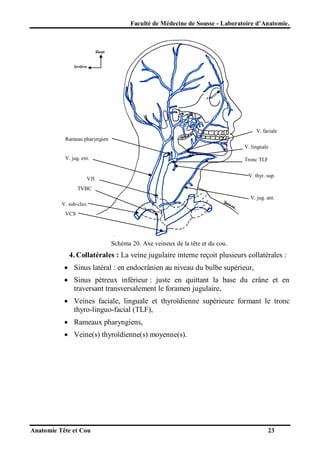 Faculté de Médecine de Sousse - Laboratoire d’Anatomie.

Haut

Arrière

V. faciale
Rameau pharyngien
V. linguale
V. jug. ext.

Tronc TLF
V. thyr. sup.

VJI
TVBC

V. jug. ant.
V. sub-clav.
VCS

Schéma 20. Axe veineux de la tête et du cou.

4. Collatérales : La veine jugulaire interne reçoit plusieurs collatérales :
 Sinus latéral : en endocrânien au niveau du bulbe supérieur,
 Sinus pétreux inférieur : juste en quittant la base du crâne et en
traversant transversalement le foramen jugulaire,
 Veines faciale, linguale et thyroïdienne supérieure formant le tronc
thyro-linguo-facial (TLF),
 Rameaux pharyngiens,
 Veine(s) thyroïdienne(s) moyenne(s).

Anatomie Tête et Cou

23

 