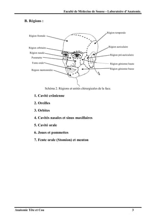 Faculté de Médecine de Sousse - Laboratoire d’Anatomie.

B. Régions :
Région temporale
Région frontale

Région orbitaire
Région nasale

Région auriculaire
Région pré-auriculaire

Pommette
Fente orale

Région génienne haute

Région mentonnière

Région génienne basse

Schéma 2. Régions et unités chirurgicales de la face.

1. Cavité crânienne
2. Oreilles
3. Orbites
4. Cavités nasales et sinus maxillaires
5. Cavité orale
6. Joues et pommettes
7. Fente orale (Stomion) et menton

Anatomie Tête et Cou

3

 