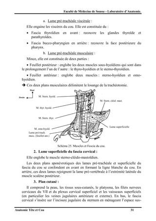 Faculté de Médecine de Sousse - Laboratoire d’Anatomie.

a. Lame pré-trachéale viscérale :
Elle engaine les viscères du cou. Elle est constituée du :
 Fascia thyroïdien en avant : recouvre les glandes thyroïde et
parathyroïdes.
 Fascia bucco-pharyngien en arrière : recouvre la face postérieure du
pharynx.
b. Lame pré-trachéale musculaire :
Mince, elle est constituée de deux parties :
 Feuillet postérieur : englobe les deux muscles sous-hyoïdiens qui sont dans
le prolongement l’un de l’autre : le thyro-hyoïdien et le sterno-thyroïdien.
 Feuillet antérieur : englobe deux muscles : sterno-hyoïdien et omohyoïdien.
 Ces deux plans musculaires délimitent le losange de la trachéotomie.
Haut

Droite

M. Stern. hyoïd.
M. Stern. cléid. mast.
M. thyr. hyoïd.

M. Stern. thyr.
Lame superficielle

M. omo-hyoïd.
Lame pré-trach.
musc. (feuillet ant.)

Schéma 25. Muscles et Fascia du cou.

2. Lame superficielle du fascia cervical :
Elle englobe le muscle sterno-cléido-mastoïdien.
Les deux plans aponévrotiques des lames pré-trachéale et superficielle du
fascia du cou se confondent en avant en formant la ligne blanche du cou. En
arrière, ces deux lames rejoignent la lame pré-vertébrale à l’extrémité latérale du
muscle scalène postérieur.
3. Plan cutané :
Il comprend la peau, les tissus sous-cutanés, le platysma, les filets nerveux
cervicaux du VII et du plexus cervical superficiel et les vaisseaux superficiels
(en particulier les veines jugulaires antérieure et externe). En bas, le fascia
cervical s’insère sur l’incisure jugulaire du sternum en ménageant l’espace susAnatomie Tête et Cou

31

 