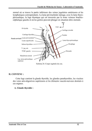 Faculté de Médecine de Sousse - Laboratoire d’Anatomie.

sternal où se trouve la partie inférieure des veines jugulaires antérieures et les
lymphatiques correspondants. La lame pré-trachéale ménage, avec la lame thyropéricardique, la loge thymique qui est traversée par le tronc veineux brachiocéphalique gauche et où les goitres peuvent plonger en situation rétro-sternale.
Haut

Avant

Os hyoïde
Cartilage cricoïde
Cartilage thyroïde
Fascia cervical :-Lame pré-trachéale
-Lame superficielle

Trachée
Lame thyro-péricardique
Œsophage

Isthme thyroïdien
V. jug. ant.
TVBC gauche

Péricarde

Manubrium sternal
Lig. sterno-péricardique
supérieur

Schéma 26. Coupe sagittale du cou.

II. CONTENU :
Cette loge contient la glande thyroïde, les glandes parathyroïdes, les viscères
des voies aéro-digestives supérieures et les éléments vasculo-nerveux destinés à
ces organes.
A. Glande thyroïde :

Anatomie Tête et Cou

32

 