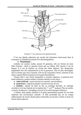 Faculté de Médecine de Sousse - Laboratoire d’Anatomie.
Haut

Droite

Tractus thyréo-glosse
Os hyoïde
Lobe pyramidal
Cartilage thyroïde
Lobe gauche

Lobe droit

Isthme

Trachée

Schéma 27. Vue antérieure de la glande thyroïde.

C’est une glande endocrine qui secrète des hormones intervenant dans la
croissance, le métabolisme basal et la thermorégulation.
1. Morphologie :
Lobulée, de couleur rosâtre, pesant 30 grammes, elle est formée de deux
lobes latéraux : (droit et gauche) réunis par un isthme. Elle mesure 6 cm de
largeur et 6 cm de hauteur au niveau des lobes latéraux. Ses dimensions
augmentent lors des menstruations et de la grossesse. Elle est plus développée
chez la femme que chez l’homme. Elle est de consistance ferme, entourée d’une
mince capsule fibreuse distincte de la gaine thyroïdienne.
Chaque lobe a une forme triangulaire à sommet supérieur, et présente trois
bords (antérieur, postéro-médial et postéro-latéral) et trois faces :
a. antéro-latérale : recouverte par les muscles sous-hyoïdiens.
b. postérieure : répond au paquet vasculo-nerveux du cou.
c. médiale : répond de haut en bas au cartilage thyroïde, au cartilage
cricoïde et à la face latérale de la trachée (du 1 er au 5ème anneau). Plus en arrière,
se trouve le pharynx, l’œsophage cervical et les nerfs laryngés inférieurs.
L’isthme, lame aplatie, présente à la partie paramédiane gauche de son bord
supérieur une excroissance verticale : le lobe pyramidal qui est un vestige
embryonnaire du tractus thyréo-glosse (thyroïdes accessoires, fistule et kyste du
tractus thyréo-glosse).

Anatomie Tête et Cou

33

 
