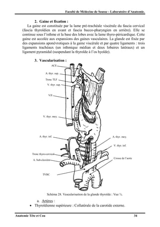 Faculté de Médecine de Sousse - Laboratoire d’Anatomie.

2. Gaine et fixation :
La gaine est constituée par la lame pré-trachéale viscérale du fascia cervical
(fascia thyroïdien en avant et fascia bucco-pharyngien en arrière). Elle se
continue sous l’isthme et la base des lobes avec la lame thyro-péricardique. Cette
gaine est accolée aux expansions des gaines vasculaires. La glande est fixée par
des expansions aponévrotiques à la gaine viscérale et par quatre ligaments : trois
ligaments trachéaux (un isthmique médian et deux lobaires latéraux) et un
ligament pyramidal (suspendant la thyroïde à l’os hyoïde).
3. Vascularisation :
ACE
A. thyr. sup.
Tronc TLF
V. thyr. sup.

VJI

V. thyr. moy.

A. thyr. inf.

A. thyr. moy.
V. thyr. inf.

Tronc thyro-cervical
A. Sub-clavière

Crosse de l’aorte

TVBC

Schéma 28. Vascularisation de la glande thyroïde : Vue ¾.

a. Artères :
 Thyroïdienne supérieure : Collatérale de la carotide externe.
Anatomie Tête et Cou

34

 