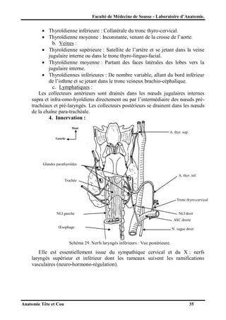 Faculté de Médecine de Sousse - Laboratoire d’Anatomie.

 Thyroïdienne inférieure : Collatérale du tronc thyro-cervical.
 Thyroïdienne moyenne : Inconstante, venant de la crosse de l’aorte.
b. Veines :
 Thyroïdienne supérieure : Satellite de l’artère et se jetant dans la veine
jugulaire interne ou dans le tronc thyro-linguo-facial.
 Thyroïdienne moyenne : Partant des faces latérales des lobes vers la
jugulaire interne.
 Thyroïdiennes inférieures : De nombre variable, allant du bord inférieur
de l’isthme et se jetant dans le tronc veineux brachio-céphalique.
c. Lymphatiques :
Les collecteurs antérieurs sont drainés dans les nœuds jugulaires internes
supra et infra-omo-hyoïdiens directement ou par l’intermédiaire des nœuds prétrachéaux et pré-laryngés. Les collecteurs postérieurs se drainent dans les nœuds
de la chaîne para-trachéale.
4. Innervation :
Haut

A. thyr. sup.
Gauche

Glandes parathyroïdes
A. thyr. inf.
Trachée

Tronc thyro-cervical

NLI gauche

NLI droit
ASC droite

Œsophage

N. vague droit

Schéma 29. Nerfs laryngés inférieurs : Vue postérieure.

Elle est essentiellement issue du sympathique cervical et du X : nerfs
laryngés supérieur et inférieur dont les rameaux suivent les ramifications
vasculaires (neuro-hormono-régulation).

Anatomie Tête et Cou

35

 