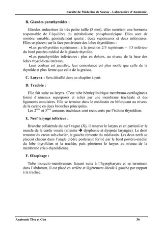 Faculté de Médecine de Sousse - Laboratoire d’Anatomie.

B. Glandes parathyroïdes :
Glandes endocrines de très petite taille (5 mm), elles secrètent une hormone
responsable de l’équilibre du métabolisme phosphocalcique. Elles sont de
nombre variable, généralement quatre : deux supérieures et deux inférieures.
Elles se placent sur la face postérieure des lobes thyroïdiens :
 Les parathyroïdes supérieures : à la jonction 2/3 supérieurs Ŕ 1/3 inférieur
du bord postéro-médial de la glande thyroïde.
 Les parathyroïdes inférieures : plus en dehors, au niveau de la base des
lobes thyroïdiens latéraux.
Leur couleur est jaunâtre, leur consistance est plus molle que celle de la
thyroïde et plus ferme que celle de la graisse.
C. Larynx : Sera détaillé dans un chapitre à part.
D. Trachée :
Elle fait suite au larynx. C’est tube hémicylindrique membrano-cartilagineux
formé d’anneaux superposés et reliés par une membrane trachéale et des
ligaments annulaires. Elle se termine dans le médiastin en bifurquant au niveau
de la carène en deux bronches principales.
Les 2ème et 3ème anneaux trachéaux sont recouverts par l’isthme thyroïdien.
E. Nerf laryngé inférieur :
Branche collatérale du nerf vague (X), il innerve le larynx et en particulier le
muscle de la corde vocale (atteinte  dysphonie et dyspnée laryngée). Le droit
remonte du creux sub-clavier, le gauche remonte du médiastin. Les deux nerfs se
placent chacun dans l’angle dièdre postérieur formé par le bord postéro-médial
du lobe thyroïdien et la trachée, puis pénètrent le larynx au niveau de la
membrane crico-thyroïdienne.
F. Œsophage :
Tube musculo-membraneux faisant suite à l’hypopharynx et se terminant
dans l’abdomen, il est placé en arrière et légèrement décalé à gauche par rapport
à la trachée.

Anatomie Tête et Cou

36

 