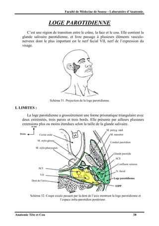 Faculté de Médecine de Sousse - Laboratoire d’Anatomie.

LOGE PAROTIDIENNE
C’est une région de transition entre le crâne, la face et le cou. Elle contient la
glande salivaire parotidienne, et livre passage à plusieurs éléments vasculonerveux dont le plus important est le nerf facial VII, nerf de l’expression du
visage.

Schéma 31. Projection de la loge parotidienne.

I. LIMITES :
La loge parotidienne a grossièrement une forme prismatique triangulaire avec
deux extrémités, trois parois et trois bords. Elle présente par ailleurs plusieurs
extensions plus ou moins étendues selon la taille de la glande salivaire.
Avant

M. ptéryg. méd.
Droite

M. masséter

Cavité orale
M. stylo-glosse

Conduit parotidien

M. stylo-pharyngien
Glande parotide
ACE
Confluent veineux
ACI
N. facial

IX XII

VJI

X

Loge parotidienne

Dent de l’axis
XI

EIPP

Schéma 32. Coupe axiale passant par la dent de l’axis montrant la loge parotidienne et
l’espace infra-parotidien postérieur.

Anatomie Tête et Cou

38

 