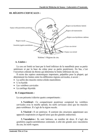 Faculté de Médecine de Sousse - Laboratoire d’Anatomie.

III. RÉGIONS CERVICALES :

Région sus-hyoïdienne latérale
Espace infra-parotidien postérieur
Région sub-mentonnière

Région sous-hyoïdienne médiane
Région nucale
Gouttière jugulo-carotidienne

Creux sus-clavier
Espace sus-sternal

Schéma 3. Régions du cou.

A. Limites :
Le cou est limité en haut par le bord inférieur de la mandibule pour sa partie
antérieure et par la base du crâne pour sa partie postérieure. En bas, c’est
l’ouverture crâniale du thorax qui détermine la limite inférieure du cou.
Il existe des repères anatomiques importants, palpables pour la plupart, qui
déterminent les limites entre les différentes régions cervicales, à savoir :
 La saillie des muscles sterno-cléido-mastoïdiens
 L’os hyoïde
 Les vertèbres cervicales
 Le cartilage thyroïde
B. Compartiments :
Le cou présente à décrire quatre compartiments :
1. Vertébral : Ce compartiment postérieur comprend les vertèbres
cervicales avec la moelle spinale, les nerfs cervicaux ainsi que les muscles
para-vertébraux. Il s’agit de la région nucale.
2. Viscéral : Il est antérieur. Il contient des structures appartenant aux
appareils respiratoire et digestif ainsi que des glandes endocrines.
3. Vasculaires : Ils sont latéraux, au nombre de deux. Il s’agit des
gouttières jugulo-carotidiennes contenant, à côté des grands axes vasculaires
du cou, les nerfs vagues.
Anatomie Tête et Cou

4

 