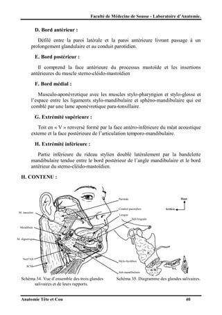 Faculté de Médecine de Sousse - Laboratoire d’Anatomie.

D. Bord antérieur :
Défilé entre la paroi latérale et la paroi antérieure livrant passage à un
prolongement glandulaire et au conduit parotidien.
E. Bord postérieur :
Il comprend la face antérieure du processus mastoïde et les insertions
antérieures du muscle sterno-cléido-mastoïdien
F. Bord médial :
Musculo-aponévrotique avec les muscles stylo-pharyngien et stylo-glosse et
l’espace entre les ligaments stylo-mandibulaire et sphéno-mandibulaire qui est
comblé par une lame aponévrotique para-tonsillaire.
G. Extrémité supérieure :
Toit en « V » renversé formé par la face antéro-inférieure du méat acoustique
externe et la face postérieure de l’articulation temporo-mandibulaire.
H. Extrémité inférieure :
Partie inférieure du rideau stylien doublé latéralement par la bandelette
mandibulaire tendue entre le bord postérieur de l’angle mandibulaire et le bord
antérieur du sterno-cléido-mastoïdien.
II. CONTENU :

Haut

Parotide
Conduit parotidien
M. masséter

Arrière

Langue
Sub-linguale

Mandibule

M. digastrique

P
Nerf XII

Mylo-hyoïdien

SCM
Sub-mandibulaire

Schéma 34. Vue d’ensemble des trois glandes
salivaires et de leurs rapports.

Anatomie Tête et Cou

S-M

S-L

Schéma 35. Diagramme des glandes salivaires.

40

 