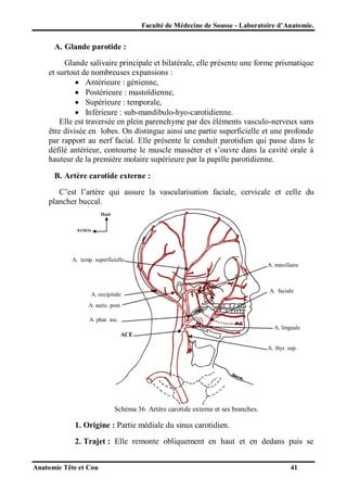 Faculté de Médecine de Sousse - Laboratoire d’Anatomie.

A. Glande parotide :
Glande salivaire principale et bilatérale, elle présente une forme prismatique
et surtout de nombreuses expansions :
 Antérieure : génienne,
 Postérieure : mastoïdienne,
 Supérieure : temporale,
 Inférieure : sub-mandibulo-hyo-carotidienne.
Elle est traversée en plein parenchyme par des éléments vasculo-nerveux sans
être divisée en lobes. On distingue ainsi une partie superficielle et une profonde
par rapport au nerf facial. Elle présente le conduit parotidien qui passe dans le
défilé antérieur, contourne le muscle masséter et s’ouvre dans la cavité orale à
hauteur de la première molaire supérieure par la papille parotidienne.
B. Artère carotide externe :
C’est l’artère qui assure la vascularisation faciale, cervicale et celle du
plancher buccal.
Haut

Arrière

A. temp. superficielle

A. occipitale

A. maxillaire

A. faciale

A. auric. post.
A. phar. asc.
A. linguale
ACE
A. thyr. sup.

Schéma 36. Artère carotide externe et ses branches.

1. Origine : Partie médiale du sinus carotidien.
2. Trajet : Elle remonte obliquement en haut et en dedans puis se
Anatomie Tête et Cou

41

 