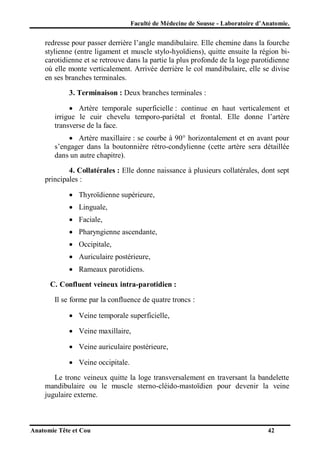 Faculté de Médecine de Sousse - Laboratoire d’Anatomie.

redresse pour passer derrière l’angle mandibulaire. Elle chemine dans la fourche
stylienne (entre ligament et muscle stylo-hyoïdiens), quitte ensuite la région bicarotidienne et se retrouve dans la partie la plus profonde de la loge parotidienne
où elle monte verticalement. Arrivée derrière le col mandibulaire, elle se divise
en ses branches terminales.
3. Terminaison : Deux branches terminales :
 Artère temporale superficielle : continue en haut verticalement et
irrigue le cuir chevelu temporo-pariétal et frontal. Elle donne l’artère
transverse de la face.
 Artère maxillaire : se courbe à 90° horizontalement et en avant pour
s’engager dans la boutonnière rétro-condylienne (cette artère sera détaillée
dans un autre chapitre).
4. Collatérales : Elle donne naissance à plusieurs collatérales, dont sept
principales :
 Thyroïdienne supérieure,
 Linguale,
 Faciale,
 Pharyngienne ascendante,
 Occipitale,
 Auriculaire postérieure,
 Rameaux parotidiens.
C. Confluent veineux intra-parotidien :
Il se forme par la confluence de quatre troncs :
 Veine temporale superficielle,
 Veine maxillaire,
 Veine auriculaire postérieure,
 Veine occipitale.
Le tronc veineux quitte la loge transversalement en traversant la bandelette
mandibulaire ou le muscle sterno-cléido-mastoïdien pour devenir la veine
jugulaire externe.

Anatomie Tête et Cou

42

 