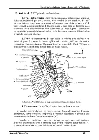 Faculté de Médecine de Sousse - Laboratoire d’Anatomie.

D. Nerf facial : VIIème paire des nerfs crâniens.
1. Trajet intra-crânien : Son origine apparente est au niveau du sillon
bulbo-protubérantiel par deux racines, une motrice et une sensitive. Le nerf
traverse la fosse postérieure en avant et latéralement pour pénétrer, avec le VIII,
dans le méat acoustique interne. Il traverse alors la pars pétra du temporal dans
le conduit facial au niveau de la paroi postérieure de l’oreille, puis il se recourbe
en bas de 90° et sort de la base du crâne par le foramen stylo-mastoïdien situé en
arrière du processus styloïde.
2. Trajet extra-crânien : Le nerf facial se courbe alors en bas et en
avant et passe à travers le rideau stylien entre ventre postérieur du muscle
digastrique et muscle stylo-hyoïdien pour traverser la parotide. C’est l’élément le
plus superficiel. Il est donc exposé dans les plaies jugales.
Haut

N. auriculo-temporale
Arrière

A. + V. auric. post.
V. occipitale

A. + V. temp. superf.

M. digastrique
SCM

A. + V. maxillaires

Confluent veineux

Nerf facial :
 Br. temporo-faciale
 Br. cervico-faciale

M. masséter

Parotide
V. jug. ext.

ACE

Schéma 37. Vue latérale de la loge parotidienne : Rapports du nerf facial.

3. Terminaison : Le nerf facial se termine par deux branches :
a. Branche temporo-faciale : se porte en avant, donne des rameaux frontaux,
palpébraux, supra-orbitaires, temporaux et buccaux supérieurs et présente une
anastomose avec le nerf auriculo-temporal (V3).
b. Branche cervico-faciale : plus fine, oblique en bas et en avant, contracte
plusieurs anastomoses avec la première pour former le plexus parotidien du VII
et donne des rameaux buccaux inférieurs, mentonniers et cervicaux.
Anatomie Tête et Cou

43

 