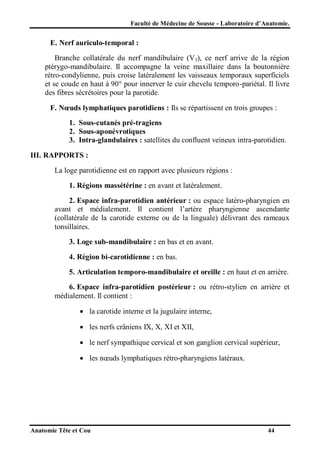 Faculté de Médecine de Sousse - Laboratoire d’Anatomie.

E. Nerf auriculo-temporal :
Branche collatérale du nerf mandibulaire (V3), ce nerf arrive de la région
ptérygo-mandibulaire. Il accompagne la veine maxillaire dans la boutonnière
rétro-condylienne, puis croise latéralement les vaisseaux temporaux superficiels
et se coude en haut à 90° pour innerver le cuir chevelu temporo-pariétal. Il livre
des fibres sécrétoires pour la parotide.
F. Nœuds lymphatiques parotidiens : Ils se répartissent en trois groupes :
1. Sous-cutanés pré-tragiens
2. Sous-aponévrotiques
3. Intra-glandulaires : satellites du confluent veineux intra-parotidien.
III. RAPPORTS :
La loge parotidienne est en rapport avec plusieurs régions :
1. Régions massétérine : en avant et latéralement.
2. Espace infra-parotidien antérieur : ou espace latéro-pharyngien en
avant et médialement. Il contient l’artère pharyngienne ascendante
(collatérale de la carotide externe ou de la linguale) délivrant des rameaux
tonsillaires.
3. Loge sub-mandibulaire : en bas et en avant.
4. Région bi-carotidienne : en bas.
5. Articulation temporo-mandibulaire et oreille : en haut et en arrière.
6. Espace infra-parotidien postérieur : ou rétro-stylien en arrière et
médialement. Il contient :
 la carotide interne et la jugulaire interne,
 les nerfs crâniens IX, X, XI et XII,
 le nerf sympathique cervical et son ganglion cervical supérieur,
 les nœuds lymphatiques rétro-pharyngiens latéraux.

Anatomie Tête et Cou

44

 