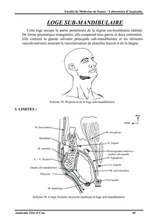 Faculté de Médecine de Sousse - Laboratoire d’Anatomie.

LOGE SUB-MANDIBULAIRE
Cette loge occupe la partie postérieure de la région sus-hyoïdienne latérale.
De forme prismatique triangulaire, elle comprend trois parois et deux extrémités.
Elle contient la glande salivaire principale sub-mandibulaire et les éléments
vasculo-nerveux assurant la vascularisation du plancher buccal et de la langue.

Schéma 38. Projection de la loge sub-mandibulaire.

I. LIMITES :
Haut

Droite

M. buccinateur
M. hyo-glosse
Mandibule
N. lingual
M. masséter

A. + V. faciales

Prolongement antérieur +
conduit sub-mandib.
N. hypoglosse
A. linguale

Glande sub-mandibulaire
M. mylo-hyoïdien
Platysma
Os hyoïde
M. digastrique

Schéma 39. Coupe frontale moyenne montrant la loge sub-mandibulaire.

Anatomie Tête et Cou

45

 