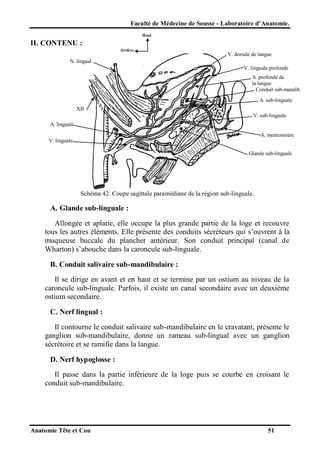 Faculté de Médecine de Sousse - Laboratoire d’Anatomie.
Haut

II. CONTENU :
Arrière

V. dorsale de langue

N. lingual
V. linguale profonde
A. profonde de
la langue
Conduit sub-mandib.
A. sub-linguale
XII
V. sub-linguale
A. linguale
A. mentonnière
V. linguale
Glande sub-linguale

Schéma 42. Coupe sagittale paramédiane de la région sub-linguale.

A. Glande sub-linguale :
Allongée et aplatie, elle occupe la plus grande partie de la loge et recouvre
tous les autres éléments. Elle présente des conduits sécréteurs qui s’ouvrent à la
muqueuse buccale du plancher antérieur. Son conduit principal (canal de
Wharton) s’abouche dans la caroncule sub-linguale.
B. Conduit salivaire sub-mandibulaire :
Il se dirige en avant et en haut et se termine par un ostium au niveau de la
caroncule sub-linguale. Parfois, il existe un canal secondaire avec un deuxième
ostium secondaire.
C. Nerf lingual :
Il contourne le conduit salivaire sub-mandibulaire en le cravatant, présente le
ganglion sub-mandibulaire, donne un rameau sub-lingual avec un ganglion
sécrétoire et se ramifie dans la langue.
D. Nerf hypoglosse :
Il passe dans la partie inférieure de la loge puis se courbe en croisant le
conduit sub-mandibulaire.

Anatomie Tête et Cou

51

 
