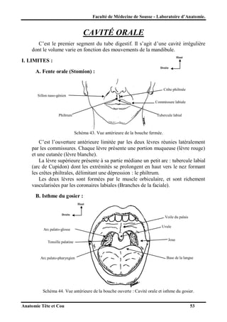 Faculté de Médecine de Sousse - Laboratoire d’Anatomie.

CAVITÉ ORALE
C’est le premier segment du tube digestif. Il s’agit d’une cavité irrégulière
dont le volume varie en fonction des mouvements de la mandibule.
Haut

I. LIMITES :
A. Fente orale (Stomion) :

Droite

Crête philtrale
Sillon naso-génien
Commissure labiale

Philtrum

Tubercule labial

Schéma 43. Vue antérieure de la bouche fermée.

C’est l’ouverture antérieure limitée par les deux lèvres réunies latéralement
par les commissures. Chaque lèvre présente une portion muqueuse (lèvre rouge)
et une cutanée (lèvre blanche).
La lèvre supérieure présente à sa partie médiane un petit arc : tubercule labial
(arc de Cupidon) dont les extrémités se prolongent en haut vers le nez formant
les crêtes philtrales, délimitant une dépression : le philtrum.
Les deux lèvres sont formées par le muscle orbiculaire, et sont richement
vascularisées par les coronaires labiales (Branches de la faciale).
B. Isthme du gosier :
Haut

Droite

Arc palato-glosse
Tonsille palatine

Arc palato-pharyngien

Voile du palais
Uvule

Joue

Base de la langue

Schéma 44. Vue antérieure de la bouche ouverte : Cavité orale et isthme du gosier.
Anatomie Tête et Cou

53

 
