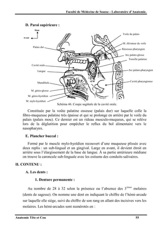 Faculté de Médecine de Sousse - Laboratoire d’Anatomie.

D. Paroi supérieure :
Haut

Voile du palais
Avant

M. élévateur du voile
du palais
Récessus pharyngien

Palais dur

Arc palato-glosse
Tonsille palatine
Cavité orale
Arc palato-pharyngien

Langue

Cavité pharyngienne

Mandibule
M. génio-glosse
M. génio-hyoïdien
M. mylo-hyoïdien

Schéma 46. Coupe sagittale de la cavité orale.

Constituée par la voûte palatine osseuse (palais dur) sur laquelle colle la
fibro-muqueuse palatine très épaisse et qui se prolonge en arrière par le voile du
palais (palais mou). Ce dernier est un rideau musculo-muqueux, qui se relève
lors de la déglutition pour empêcher le reflux du bol alimentaire vers le
nasopharynx.
E. Plancher buccal :
Formé par le muscle mylo-hyoïdien recouvert d’une muqueuse plissée avec
deux replis : un sub-lingual et un gingival. Large en avant, il devient étroit en
arrière sous l’élargissement de la base de langue. À sa partie antérieure médiane
on trouve la caroncule sub-linguale avec les ostiums des conduits salivaires.
II. CONTENU :
A. Les dents :
1. Denture permanente :
Au nombre de 28 à 32 selon la présence ou l’absence des 3 èmes molaires
(dents de sagesse). On nomme une dent en indiquant le chiffre de l’hémi-arcade
sur laquelle elle siège, suivi du chiffre de son rang en allant des incisives vers les
molaires. Les hémi-arcades sont numérotés en :
Anatomie Tête et Cou

55

 