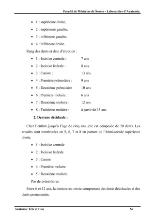 Faculté de Médecine de Sousse - Laboratoire d’Anatomie.

 1 : supérieure droite,
 2 : supérieure gauche,
 3 : inférieure gauche,
 4 : inférieure droite.
Rang des dents et date d’éruption :
 1 : Incisive centrale :

7 ans

 2 : Incisive latérale :

8 ans

 3 : Canine :

13 ans

 4 : Première prémolaire :

9 ans

 5 : Deuxième prémolaire

10 ans

 6 : Première molaire :

6 ans

 7 : Deuxième molaire :

12 ans

 8 : Troisième molaire :

à partir de 15 ans

2. Denture déciduale :
Chez l’enfant jusqu’à l’âge de cinq ans, elle est composée de 20 dents. Les
arcades sont numérotées en 5, 6, 7 et 8 en partant de l’hémi-arcade supérieure
droite.
 1 : Incisive centrale
 2 : Incisive latérale
 3 : Canine
 4 : Première molaire
 5 : Deuxième molaire
Pas de prémolaires.
Entre 6 et 12 ans, la denture est mixte comprenant des dents déciduales et des
dents permanentes.

Anatomie Tête et Cou

56

 