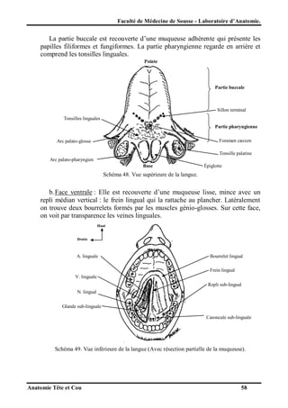 Faculté de Médecine de Sousse - Laboratoire d’Anatomie.

La partie buccale est recouverte d’une muqueuse adhérente qui présente les
papilles filiformes et fungiformes. La partie pharyngienne regarde en arrière et
comprend les tonsilles linguales.
Pointe

Partie buccale

Sillon terminal
Tonsilles linguales
Partie pharyngienne
Foramen cæcum

Arc palato-glosse

Tonsille palatine
Arc palato-pharyngien
Base

Épiglotte

Schéma 48. Vue supérieure de la langue.

b. Face ventrale : Elle est recouverte d’une muqueuse lisse, mince avec un
repli médian vertical : le frein lingual qui la rattache au plancher. Latéralement
on trouve deux bourrelets formés par les muscles génio-glosses. Sur cette face,
on voit par transparence les veines linguales.
Haut

Droite

A. linguale

Bourrelet lingual
Frein lingual

V. linguale
Repli sub-lingual
N. lingual
Glande sub-linguale
Caroncule sub-linguale

Schéma 49. Vue inférieure de la langue (Avec résection partielle de la muqueuse).

Anatomie Tête et Cou

58

 