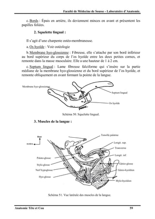 Faculté de Médecine de Sousse - Laboratoire d’Anatomie.

c. Bords : Épais en arrière, ils deviennent minces en avant et présentent les
papilles foliées.
2. Squelette lingual :
Il s’agit d’une charpente ostéo-membraneuse.
a. Os hyoïde : Voir ostéologie
b. Membrane hyo-glossienne : Fibreuse, elle s’attache par son bord inférieur
au bord supérieur du corps de l’os hyoïde entre les deux petites cornes, et
remonte dans la masse musculaire. Elle a une hauteur de 1 à 2 cm.
c. Septum lingual : Lame fibreuse falciforme qui s’insère sur la partie
médiane de la membrane hyo-glossienne et du bord supérieur de l’os hyoïde, et
remonte obliquement en avant formant la pointe de la langue.
Membrane hyo-glossienne
Septum lingual

Os hyoïde

Schéma 50. Squelette lingual.

3. Muscles de la langue :

Tonsille palatine

Haut

Longit. sup.

Arrière

Transverse
Longit. inf.
Palato-glosse
Stylo-glosse
Nerf hypoglosse

Génio-glosse
Génio-hyoïdien

Hyo-glosse
Mylo-hyoïdien

Schéma 51. Vue latérale des muscles de la langue.

Anatomie Tête et Cou

59

 