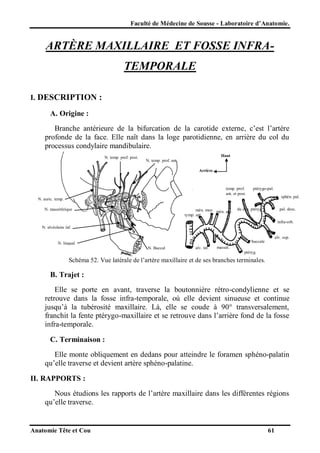 Faculté de Médecine de Sousse - Laboratoire d’Anatomie.

ARTÈRE MAXILLAIRE ET FOSSE INFRATEMPORALE
I. DESCRIPTION :
A. Origine :
Branche antérieure de la bifurcation de la carotide externe, c’est l’artère
profonde de la face. Elle naît dans la loge parotidienne, en arrière du col du
processus condylaire mandibulaire.
N. temp. prof. post.

Haut
N. temp. prof. ant
Arrière

temp. prof.
ant. et post.

ptérygo-pal.
sphén. pal.

N. auric. temp.
N. massétérique

mén. moy. mén. acc.
tymp. ant.

du can. ptéryg.

pal. desc.
infra-orb.

N. alvéolaire inf.
alv. sup.
buccale

N. lingual
N. Buccal

alv. inf.

massét.
ptéryg.

Schéma 52. Vue latérale de l’artère maxillaire et de ses branches terminales.

B. Trajet :
Elle se porte en avant, traverse la boutonnière rétro-condylienne et se
retrouve dans la fosse infra-temporale, où elle devient sinueuse et continue
jusqu’à la tubérosité maxillaire. Là, elle se coude à 90° transversalement,
franchit la fente ptérygo-maxillaire et se retrouve dans l’arrière fond de la fosse
infra-temporale.
C. Terminaison :
Elle monte obliquement en dedans pour atteindre le foramen sphéno-palatin
qu’elle traverse et devient artère sphéno-palatine.
II. RAPPORTS :
Nous étudions les rapports de l’artère maxillaire dans les différentes régions
qu’elle traverse.

Anatomie Tête et Cou

61

 