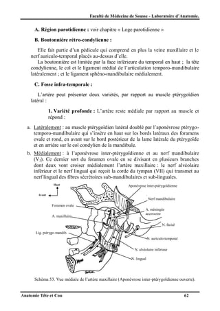 Faculté de Médecine de Sousse - Laboratoire d’Anatomie.

A. Région parotidienne : voir chapitre « Loge parotidienne »
B. Boutonnière rétro-condylienne :
Elle fait partie d’un pédicule qui comprend en plus la veine maxillaire et le
nerf auriculo-temporal placés au-dessus d’elle.
La boutonnière est limitée par la face inférieure du temporal en haut ; la tête
condylienne, le col et le ligament médial de l’articulation temporo-mandibulaire
latéralement ; et le ligament sphéno-mandibulaire médialement.
C. Fosse infra-temporale :
L’artère peut présenter deux variétés, par rapport au muscle ptérygoïdien
latéral :
1. Variété profonde : L’artère reste médiale par rapport au muscle et
répond :
a. Latéralement : au muscle ptérygoïdien latéral doublé par l’aponévrose ptérygotemporo-mandibulaire qui s’insère en haut sur les bords latéraux des foramens
ovale et rond, en avant sur le bord postérieur de la lame latérale du ptérygoïde
et en arrière sur le col condylien de la mandibule.
b. Médialement : à l’aponévrose inter-ptérygoïdienne et au nerf mandibulaire
(V3). Ce dernier sort du foramen ovale en se divisant en plusieurs branches
dont deux vont croiser médialement l’artère maxillaire : le nerf alvéolaire
inférieur et le nerf lingual qui reçoit la corde du tympan (VII) qui transmet au
nerf lingual des fibres sécrétoires sub-mandibulaires et sub-linguales.
Haut

Aponévrose inter-ptérygoïdienne

Avant

Nerf mandibulaire
Foramen ovale
A. maxillaire

A. méningée
accessoire
N. facial

Lig. ptérygo-mandib.
N. auriculo-temporal
N. alvéolaire inférieur
N. lingual

Schéma 53. Vue médiale de l’artère maxillaire (Aponévrose inter-ptérygoïdienne ouverte).

Anatomie Tête et Cou

62

 