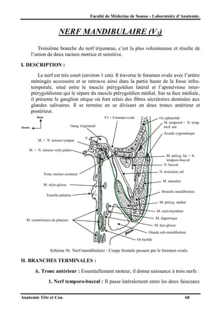 Faculté de Médecine de Sousse - Laboratoire d’Anatomie.

NERF MANDIBULAIRE (V3)
Troisième branche du nerf trijumeau, c’est la plus volumineuse et résulte de
l’union de deux racines motrice et sensitive.
I. DESCRIPTION :
Le nerf est très court (environ 1 cm). Il traverse le foramen ovale avec l’artère
méningée accessoire et se retrouve ainsi dans la partie haute de la fosse infratemporale, situé entre le muscle ptérygoïdien latéral et l’aponévrose interptérygoïdienne qui le sépare du muscle ptérygoïdien médial. Sur sa face médiale,
il présente le ganglion otique où font relais des fibres sécrétoires destinées aux
glandes salivaires. Il se termine en se divisant en deux troncs antérieur et
postérieur.
V3 + Foramen ovale

Haut

Os sphénoïde
M. temporal + N. temp.
prof. ant.

Gang. trigéminal

Droite

Arcade zygomatique
M. + N. tenseur tympan

V

M. + N. tenseur voile palais
M. ptéryg. lat. + N.
temporo-buccal
N. buccal
N. alvéolaire inf.

Tronc moteur commun

M. masséter
M. stylo-glosse
Branche mandibulaire
Tonsille palatine
M. ptéryg. médial
M. stylo-hyoïdien
M. digastrique

M. constricteurs du pharynx

M. hyo-glosse
Glande sub-mandibulaire
Os hyoïde

Schéma 56. Nerf mandibulaire : Coupe frontale passant par le foramen ovale.

II. BRANCHES TERMINALES :
A. Tronc antérieur : Essentiellement moteur, il donne naissance à trois nerfs :
1. Nerf temporo-buccal : Il passe latéralement entre les deux faisceaux
Anatomie Tête et Cou

68

 