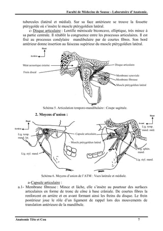 Faculté de Médecine de Sousse - Laboratoire d’Anatomie.

tubercules (latéral et médial). Sur sa face antérieure se trouve la fossette
ptérygoïde où s’insère le muscle ptérygoïdien latéral.
c- Disque articulaire : Lentille méniscale biconcave, elliptique, très mince à
sa partie centrale. Il rétablit la congruence entre les processus articulaires. Il est
fixé au processus condylaire mandibulaire par de courtes fibres. Son bord
antérieur donne insertion au faisceau supérieur du muscle ptérygoïdien latéral.
Haut

Arrière

Disque articulaire

Méat acoustique externe
Frein discal

Membrane synoviale
Membrane fibreuse
Muscle ptérygoïdien latéral

Schéma 5. Articulation temporo-mandibulaire : Coupe sagittale.

2. Moyens d’union :

Haut

Haut
Avant

Lig. temp.
mand. méd.

Arrière

Capsule articulaire

Lig. temp.
mand. lat.

Muscle ptérygoïdien latéral
Lig. sphén.
mand.

Lig. styl. mand.

Lig. styl. mand.

Schéma 6. Moyens d’union de l’ATM : Vues latérale et médiale.

a- Capsule articulaire :
a.1- Membrane fibreuse : Mince et lâche, elle s’insère au pourtour des surfaces
articulaires en forme de tronc de cône à base crâniale. De courtes fibres la
renforcent en arrière et en avant formant ainsi les freins du disque. Le frein
postérieur joue le rôle d’un ligament de rappel lors des mouvements de
translation antérieure de la mandibule.

Anatomie Tête et Cou

7

 