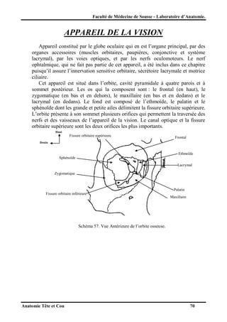 Faculté de Médecine de Sousse - Laboratoire d’Anatomie.

APPAREIL DE LA VISION
Appareil constitué par le globe oculaire qui en est l’organe principal, par des
organes accessoires (muscles orbitaires, paupières, conjonctive et système
lacrymal), par les voies optiques, et par les nerfs oculomoteurs. Le nerf
ophtalmique, qui ne fait pas partie de cet appareil, a été inclus dans ce chapitre
puisqu’il assure l’innervation sensitive orbitaire, sécrétoire lacrymale et motrice
ciliaire.
Cet appareil est situé dans l’orbite, cavité pyramidale à quatre parois et à
sommet postérieur. Les os qui la composent sont : le frontal (en haut), le
zygomatique (en bas et en dehors), le maxillaire (en bas et en dedans) et le
lacrymal (en dedans). Le fond est composé de l’ethmoïde, le palatin et le
sphénoïde dont les grande et petite ailes délimitent la fissure orbitaire supérieure.
L’orbite présente à son sommet plusieurs orifices qui permettent la traversée des
nerfs et des vaisseaux de l’appareil de la vision. Le canal optique et la fissure
orbitaire supérieure sont les deux orifices les plus importants.
Haut

Fissure orbitaire supérieure

Frontal

Droite

Ethmoïde
Sphénoïde
Lacrymal
Zygomatique

Palatin
Fissure orbitaire inférieure

Maxillaire

Schéma 57. Vue Antérieure de l’orbite osseuse.

Anatomie Tête et Cou

70

 