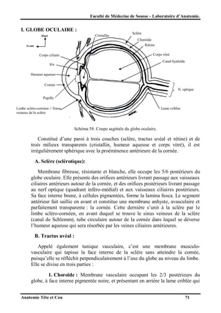 Faculté de Médecine de Sousse - Laboratoire d’Anatomie.

I. GLOBE OCULAIRE :
Cristallin

Haut

Sclère
Choroïde
Rétine

Avant

Corps vitré

Corps ciliaire

Canal hyaloïde

Iris
Humeur aqueuse
Cornée

N. optique
Pupille
Limbe scléro-cornéen + Sinus
veineux de la sclère

Lame criblée

Schéma 58. Coupe sagittale du globe oculaire.

Constitué d’une paroi à trois couches (sclère, tractus uvéal et rétine) et de
trois milieux transparents (cristallin, humeur aqueuse et corps vitré), il est
irrégulièrement sphérique avec la proéminence antérieure de la cornée.
A. Sclère (sclérotique):
Membrane fibreuse, résistante et blanche, elle occupe les 5/6 postérieurs du
globe oculaire. Elle présente des orifices antérieurs livrant passage aux vaisseaux
ciliaires antérieurs autour de la cornée, et des orifices postérieurs livrant passage
au nerf optique (quadrant inféro-médial) et aux vaisseaux ciliaires postérieurs.
Sa face interne brune, à cellules pigmentées, forme la lamina fusca. Le segment
antérieur fait saillie en avant et constitue une membrane anhyste, avasculaire et
parfaitement transparente : la cornée. Cette dernière s’unit à la sclère par le
limbe scléro-cornéen, en avant duquel se trouve le sinus veineux de la sclère
(canal de Schlemm), tube circulaire autour de la cornée dans lequel se déverse
l’humeur aqueuse qui sera résorbée par les veines ciliaires antérieures.
B. Tractus uvéal :
Appelé également tunique vasculaire, c’est une membrane musculovasculaire qui tapisse la face interne de la sclère sans atteindre la cornée,
puisqu’elle se réfléchit perpendiculairement à l’axe du globe au niveau du limbe.
Elle se divise en trois parties :
1. Choroïde : Membrane vasculaire occupant les 2/3 postérieurs du
globe, à face interne pigmentée noire, et présentant en arrière la lame criblée qui
Anatomie Tête et Cou

71

 
