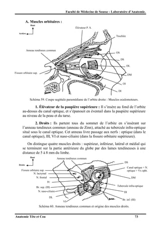 Faculté de Médecine de Sousse - Laboratoire d’Anatomie.

A. Muscles orbitaires :
Haut

Élévateur P. S.
Arrière

Trochlée

Anneau tendineux commun

OS
DS
DL

Fissure orbitaire sup.

DM
OI
DI

Schéma 59. Coupe sagittale paramédiane de l’orbite droite : Muscles oculomoteurs.

1. Élévateur de la paupière supérieure : Il s’insère au fond de l’orbite
au-dessus du canal optique, et s’épanouit en éventail dans la paupière supérieure
au niveau de la peau et du tarse.
2. Droits : Ils partent tous du sommet de l’orbite en s’insérant sur
l’anneau tendineux commun (anneau de Zinn), attaché au tubercule infra-optique
situé sous le canal optique. Cet anneau livre passage aux nerfs : optique (dans le
canal optique), III, VI et naso-ciliaire (dans la fissure orbitaire supérieure).
On distingue quatre muscles droits : supérieur, inférieur, latéral et médial qui
se terminent sur la partie antérieure du globe par des lames tendineuses à une
distance de 5 à 8 mm du limbe.
Haut

Anneau tendineux commun
DS

Droite

Canal optique + N.
optique + Vx opht.

Fissure orbitaire sup.
N. lacrymal
N. frontal

DM
IV
Tubercule infra-optique

Br. sup. (III)
N. naso-ciliaire

DI

DL
VI

Br. inf. (III)

Schéma 60. Anneau tendineux commun et origine des muscles droits.
Anatomie Tête et Cou

73

 