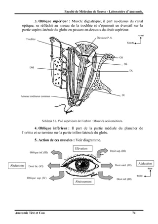 Faculté de Médecine de Sousse - Laboratoire d’Anatomie.

3. Oblique supérieur : Muscle digastrique, il part au-dessus du canal
optique, se réfléchit au niveau de la trochlée et s’épanouit en éventail sur la
partie supéro-latérale du globe en passant en-dessous du droit supérieur.
Avant

Élévateur P. S.

Trochlée

Gauche

OS
DS
DM
DL

DI

Anneau tendineux commun

Schéma 61. Vue supérieure de l’orbite : Muscles oculomoteurs.

4. Oblique inférieur : Il part de la partie médiale du plancher de
l’orbite et se termine sur la partie inféro-latérale du globe.
5. Action de ces muscles : Voir diagramme.
Elévation
Oblique inf. (III)

Abduction

Droit sup. (III)

Adduction

Droit méd. (III)

Droit lat. (VI)

Haut

Droite

Oblique sup. (IV)

Abaissement

Anatomie Tête et Cou

Droit inf. (III)

74

 