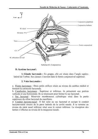 Faculté de Médecine de Sousse - Laboratoire d’Anatomie.
Haut

Avant

Conjonctive palpébrale
Conjonctive bulbaire
M. tarsal
Elévateur P.S.

Tarse
Fornix conjonctival
Cil

M. orbiculaire de l’œil

Schéma 63. Conjonctive.

D. Système lacrymal :
1. Glande lacrymale : En grappe, elle est située dans l’angle supérolatéral de l’orbite. Ses canaux s’ouvrent dans le fornix conjonctival supérieur.
2. Voies lacrymales :
a. Points lacrymaux : Deux petits orifices situés au niveau du canthus médial et
forment la caroncule lacrymale.
b. Canalicules lacrymaux : Supérieur et inférieur, ils présentent une portion
verticale et une horizontale. Ils se réunissent pour former le sac lacrymal.
c. Sac lacrymal : Réservoir membraneux cylindrique situé dans la partie
supérieure du sillon lacrymal du maxillaire.
d. Conduit lacrymo-nasal : Il fait suite au sac lacrymal et occupe le conduit
lacrymo-nasal osseux de la paroi latérale de la cavité nasale. Il se termine au
niveau du méat nasal inférieur situé sous le cornet inférieur. La résorption des
larmes s’effectue au niveau de la muqueuse nasale.

Anatomie Tête et Cou

76

 
