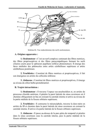 Faculté de Médecine de Sousse - Laboratoire d’Anatomie.
Lig. inter-clinoïdien
Haut
Sinus caverneux
Arrière
III

IV

IV
VI

Br. sup. (III)

VI
Br. inf. (III)

Schéma 66. Vue endocrânienne des nerfs oculomoteurs.

A. Origines apparentes :
1. Oculomoteur : C’est un nerf complexe contenant des fibres motrices,
des fibres proprioceptives et des fibres parasympathiques formant les nerfs
ciliaires courts pour le sphincter pupillaire (réflexe photomoteur). Il émerge des
faces médiales des pédoncules entre artère cérébelleuse supérieure et artère
cérébelleuse postérieure.
2. Trochléaire : Constitué de fibres motrices et proprioceptives, il fait
son émergence en arrière du colliculus inférieur.
3. Abducens : Constitué de fibres motrices et proprioceptives, il émerge
au niveau du sillon bulbo-protubérantiel.
B. Trajets intracrâniens :
1. Oculomoteur : Il traverse l’espace sus-arachnoïdien et, en arrière du
processus clinoïde antérieur, il pénètre la paroi latérale du sinus caverneux où il
chemine obliquement en bas en croisant la carotide interne et arrive au niveau de
la partie médiale de la fissure orbitaire supérieure.
2. Trochléaire : Il contourne le mésencéphale, traverse la dure-mère en
arrière du III et chemine dans la paroi latérale du sinus caverneux en croisant la
carotide interne. Il arrive à la partie latérale de la fissure orbitaire supérieure.
3. Abducens : Il passe au-dessus de la pars pétra du temporal et pénètre
dans le sinus caverneux sous la carotide interne, puis la partie médiale de la
fissure orbitaire supérieure.

Anatomie Tête et Cou

79

 