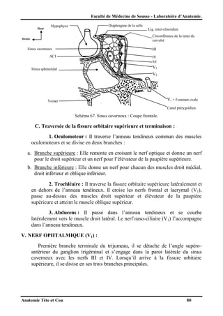 Faculté de Médecine de Sousse - Laboratoire d’Anatomie.
Haut

Diaphragme de la selle

Hypophyse

Lig. inter-clinoidien
Circonférence de la tente du
cervelet

Droite

Sinus caverneux

III

ACI

IV
VI

V1

Sinus sphénoïdal

V2

V3 + Foramen ovale

Vomer

Canal ptérygoïdien

Schéma 67. Sinus caverneux : Coupe frontale.

C. Traversée de la fissure orbitaire supérieure et terminaison :
1. Oculomoteur : Il traverse l’anneau tendineux commun des muscles
oculomoteurs et se divise en deux branches :
a. Branche supérieure : Elle remonte en croisant le nerf optique et donne un nerf
pour le droit supérieur et un nerf pour l’élévateur de la paupière supérieure.
b. Branche inférieure : Elle donne un nerf pour chacun des muscles droit médial,
droit inférieur et oblique inférieur.
2. Trochléaire : Il traverse la fissure orbitaire supérieure latéralement et
en dehors de l’anneau tendineux. Il croise les nerfs frontal et lacrymal (V1),
passe au-dessus des muscles droit supérieur et élévateur de la paupière
supérieure et atteint le muscle oblique supérieur.
3. Abducens : Il passe dans l’anneau tendineux et se courbe
latéralement vers le muscle droit latéral. Le nerf naso-ciliaire (V1) l’accompagne
dans l’anneau tendineux.
V. NERF OPHTALMIQUE (V1) :
Première branche terminale du trijumeau, il se détache de l’angle supéroantérieur du ganglion trigéminal et s’engage dans la paroi latérale du sinus
caverneux avec les nerfs III et IV. Lorsqu’il arrive à la fissure orbitaire
supérieure, il se divise en ses trois branches principales.

Anatomie Tête et Cou

80

 