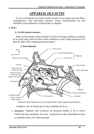 Faculté de Médecine de Sousse - Laboratoire d’Anatomie.

APPAREIL OLFACTIF
Le nez est formé par les cavités nasales osseuses et les narines qui sont fibrocartilagineuses. Son innervation sensitive venant essentiellement du nerf
maxillaire, nous étudierons ce dernier dans ce chapitre.
I. NEZ :
A. Cavités nasales osseuses :
Deux cavités nasales situées de part et d’autre de la ligne médiane, au-dessus
de la cavité orale, entre les deux cavités orbitaires et sous l’étage antérieur de la
base du crâne. Elles comprennent quatre parois :
1. Paroi latérale :
Sinus frontal

Haut

Lame perpendiculaire
Avant

Ethmoïde

Épine nasale du frontal

Lame criblée

Os nasal

Selle turcique

Cornet nasal sup.
+ Méat nasal sup.

Sinus sphénoïdal

Cornet nasal moy.
+ Méat nasal moy.
(Hiatus semi-lunaire)
Os lacrymal

Occipital
Processus ptérygoïde
Cartilages nasaux
Cornet nasal inf.
+ Méat nasal inf.

Os maxillaire

Os palatin

Schéma 69. Paroi latérale de la cavité nasale droite (Coupe sagittale paramédiane).

Complexe, elle est formée par les faces médiales de six os :
a. Maxillaire : Segment situé au-dessus du processus palatin et où se trouve
l’orifice du sinus maxillaire. En avant, il présente les crêtes ethmoïdale en haut
et conchale en bas, et le sillon lacrymal.

Anatomie Tête et Cou

82

 