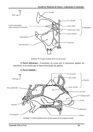 Faculté de Médecine de Sousse - Laboratoire d’Anatomie.
Haut

Frontal
Droite

Pr. crista gali
Cellules éthmoïdales
(Masse latérale de l’éthmoïde)

Lame criblée

Ethmoïde
Cornets sup. et moy.
Lame verticale

Zygomatique

Cornet inf.
Sinus maxillaire

Schéma 70. Coupe frontale de la cavité nasale.

3. Paroi inférieure : Constituée en avant par le processus palatin du
maxillaire et en arrière par la lame horizontale du palatin.
4. Paroi médiale :
Pr. crista gali

Haut

Lame criblée

Arrière

Ethmoïde

Lame verticale

Sinus sphénoïdal

Os nasal
Cartilage septal
Vomer
Occipital
Maxillaire
Pr. ptérygoïde

Palatin

Schéma 71. Paroi médiale de la cavité nasale droite (septum nasal).

Anatomie Tête et Cou

84

 