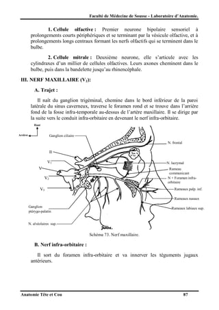 Faculté de Médecine de Sousse - Laboratoire d’Anatomie.

1. Cellule olfactive : Premier neurone bipolaire sensoriel à
prolongements courts périphériques et se terminant par la vésicule olfactive, et à
prolongements longs centraux formant les nerfs olfactifs qui se terminent dans le
bulbe.
2. Cellule mitrale : Deuxième neurone, elle s’articule avec les
cylindraxes d’un millier de cellules olfactives. Leurs axones cheminent dans le
bulbe, puis dans la bandelette jusqu’au rhinencéphale.
III. NERF MAXILLAIRE (V2):
A. Trajet :
Il naît du ganglion trigéminal, chemine dans le bord inférieur de la paroi
latérale du sinus caverneux, traverse le foramen rond et se trouve dans l’arrière
fond de la fosse infra-temporale au-dessus de l’artère maxillaire. Il se dirige par
la suite vers le conduit infra-orbitaire en devenant le nerf infra-orbitaire.
Haut

Arrière

Ganglion ciliaire
N. frontal

II
V1

N. lacrymal

V

Rameau
communicant
N + Foramen infraorbitaire

V2
V3

Rameaux palp. inf.
Rameaux nasaux

Ganglion
ptérygo-palatin

Rameaux labiaux sup.

N. alvéolaires sup.

Schéma 73. Nerf maxillaire.

B. Nerf infra-orbitaire :
Il sort du foramen infra-orbitaire et va innerver les téguments jugaux
antérieurs.

Anatomie Tête et Cou

87

 
