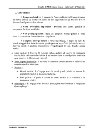 Faculté de Médecine de Sousse - Laboratoire d’Anatomie.

C. Collatérales :
1. Rameau orbitaire : Il traverse la fissure orbitaire inférieure, innerve
la partie latérale de l’orbite et donne le nerf zygomatique qui traverse l’os et
innerve les téguments à ce niveau.
2. Nerfs alvéolaires supérieurs : Destinés aux dents, gencive et
muqueuse du sinus maxillaire.
3. Nerf ptérygo-palatin : Relié au ganglion ptérygo-palatin et entre
dans la constitution des nerfs nasaux et palatins.
4. Ganglion ptérygo-palatin : Parasympathique, il reçoit le nerf du
canal ptérygoïdien, issu des nerfs grands pétreux superficiel (sécrétoire mucolacrymo-nasal) et profond (vasomoteur sympathique). Il s’en détache quatre
nerfs :
a. Naso-palatin : Il traverse le foramen sphéno-palatin et innerve la muqueuse
nasale de la voûte et de la cloison. Il se termine dans le canal palatin antérieur
pour innerver le bloc dentaire incisif.
b. Nasal supéro-postérieur : Il traverse le foramen sphéno-palatin et innerve les
cornets supérieur et moyen.
c. Palatins :
 Grand palatin : Il s’engage dans le canal grand palatin et innerve le
cornet inférieur et la muqueuse palatine.
 Petit palatin : Il passe à travers le canal palatin et se distribue à la
muqueuse vélaire.
d. Pharyngien : Il s’engage dans le canal pharyngien pour innerver la muqueuse
du nasopharynx.

Anatomie Tête et Cou

88

 