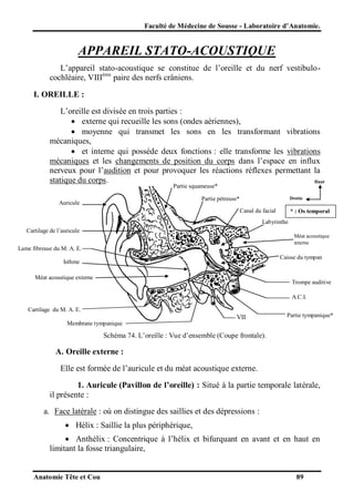 Faculté de Médecine de Sousse - Laboratoire d’Anatomie.

APPAREIL STATO-ACOUSTIQUE
L’appareil stato-acoustique se constitue de l’oreille et du nerf vestibulocochléaire, VIIIème paire des nerfs crâniens.
I. OREILLE :
L’oreille est divisée en trois parties :
 externe qui recueille les sons (ondes aériennes),
 moyenne qui transmet les sons en les transformant vibrations
mécaniques,
 et interne qui possède deux fonctions : elle transforme les vibrations
mécaniques et les changements de position du corps dans l’espace en influx
nerveux pour l’audition et pour provoquer les réactions réflexes permettant la
statique du corps.
Haut
Partie squameuse*

Partie pétreuse*

Auricule

Droite

Canal du facial

* : Os temporal

Labyrinthe
Cartilage de l’auricule
Méat acoustique
interne

Lame fibreuse du M. A. E.
Caisse du tympan

Isthme
Méat acoustique externe

Trompe auditive
A.C.I.

Cartilage du M. A. E.

VII

Partie tympanique*

Membrane tympanique

Schéma 74. L’oreille : Vue d’ensemble (Coupe frontale).

A. Oreille externe :
Elle est formée de l’auricule et du méat acoustique externe.
1. Auricule (Pavillon de l’oreille) : Situé à la partie temporale latérale,
il présente :
a. Face latérale : où on distingue des saillies et des dépressions :
 Hélix : Saillie la plus périphérique,
 Anthélix : Concentrique à l’hélix et bifurquant en avant et en haut en
limitant la fosse triangulaire,

Anatomie Tête et Cou

89

 