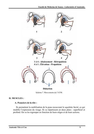 Faculté de Médecine de Sousse - Laboratoire d’Anatomie.

1

2

3

4

1 à 4 : Abaissement - Rétropulsion
4 à 1 : Élévation - Propulsion

Diduction
Schéma 7. Mouvements de l’ATM.

II. MUSCLES :
A. Peauciers de la tête :
Ils permettent la mobilisation de la peau recouvrant le squelette facial, ce qui
modifie l’expression du visage. Ils se répartissent en deux plans : superficiel et
profond. On va les regrouper en fonction de leurs sièges et de leurs actions.

Anatomie Tête et Cou

9

 