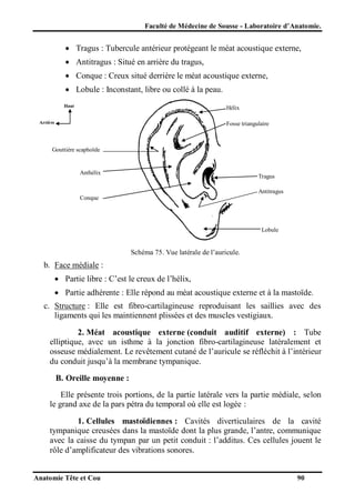 Faculté de Médecine de Sousse - Laboratoire d’Anatomie.

 Tragus : Tubercule antérieur protégeant le méat acoustique externe,
 Antitragus : Situé en arrière du tragus,
 Conque : Creux situé derrière le méat acoustique externe,
 Lobule : Inconstant, libre ou collé à la peau.
Haut

Hélix

Arrière

Fosse triangulaire

Gouttière scaphoïde

Anthélix

Tragus
Antitragus

Conque

Lobule

Schéma 75. Vue latérale de l’auricule.

b. Face médiale :
 Partie libre : C’est le creux de l’hélix,
 Partie adhérente : Elle répond au méat acoustique externe et à la mastoïde.
c. Structure : Elle est fibro-cartilagineuse reproduisant les saillies avec des
ligaments qui les maintiennent plissées et des muscles vestigiaux.
2. Méat acoustique externe (conduit auditif externe) : Tube
elliptique, avec un isthme à la jonction fibro-cartilagineuse latéralement et
osseuse médialement. Le revêtement cutané de l’auricule se réfléchit à l’intérieur
du conduit jusqu’à la membrane tympanique.
B. Oreille moyenne :
Elle présente trois portions, de la partie latérale vers la partie médiale, selon
le grand axe de la pars pétra du temporal où elle est logée :
1. Cellules mastoïdiennes : Cavités diverticulaires de la cavité
tympanique creusées dans la mastoïde dont la plus grande, l’antre, communique
avec la caisse du tympan par un petit conduit : l’additus. Ces cellules jouent le
rôle d’amplificateur des vibrations sonores.
Anatomie Tête et Cou

90

 