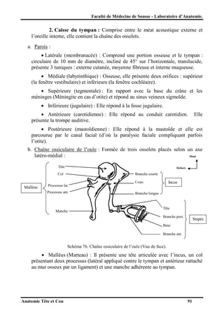 Faculté de Médecine de Sousse - Laboratoire d’Anatomie.

2. Caisse du tympan : Comprise entre le méat acoustique externe et
l’oreille interne, elle contient la chaîne des osselets.
a. Parois :
 Latérale (membranacée) : Comprend une portion osseuse et le tympan :
circulaire de 10 mm de diamètre, incliné de 45° sur l’horizontale, translucide,
présente 3 tuniques : externe cutanée, moyenne fibreuse et interne muqueuse.
 Médiale (labyrinthique) : Osseuse, elle présente deux orifices : supérieur
(la fenêtre vestibulaire) et inférieure (la fenêtre cochléaire).
 Supérieure (tegmentale) : En rapport avec la base du crâne et les
méninges (Méningite en cas d’otite) et répond au sinus veineux sigmoïde.
 Inférieure (jugulaire) : Elle répond à la fosse jugulaire.
 Antérieure (carotidienne) : Elle répond au conduit carotidien.
présente la trompe auditive.

Elle

 Postérieure (mastoïdienne) : Elle répond à la mastoïde et elle est
parcourue par le canal facial (d’où la paralysie faciale compliquant parfois
l’otite).
b. Chaîne ossiculaire de l’ouïe : Formée de trois osselets placés selon un axe
latéro-médial :
Haut
Tête

Dehors

Col

Branche courte

Incus

Corps

Malléus

Processus lat.
Processus ant.

Manche

Branche longue

Tête
Branche post.

Stapès

Base
Branche ant.

Schéma 76. Chaîne ossiculaire de l’ouïe (Vue de face).

 Malléus (Marteau) : Il présente une tête articulée avec l’incus, un col
présentant deux processus (latéral appliqué contre le tympan et antérieur rattaché
au mur osseux par un ligament) et une manche adhérente au tympan.

Anatomie Tête et Cou

91

 