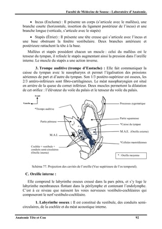 Faculté de Médecine de Sousse - Laboratoire d’Anatomie.

 Incus (Enclume) : Il présente un corps (s’articule avec le malléus), une
branche courte (horizontale, insertion du ligament postérieur de l’incus) et une
branche longue (verticale, s’articule avec le stapès)
 Stapès (Étrier) : Il présente une tête creuse qui s’articule avec l’incus et
une base obstruant la fenêtre vestibulaire. Deux branches antérieure et
postérieure rattachent la tête à la base.
Malléus et stapès possèdent chacun un muscle : celui du malléus est le
tenseur du tympan, il refoule le stapès augmentant ainsi la pression dans l’oreille
interne. Le muscle du stapès a une action inverse.
3. Trompe auditive (trompe d’Eustache) : Elle fait communiquer la
caisse du tympan avec le nasopharynx et permet l’égalisation des pressions
aériennes de part et d’autre du tympan. Son 1/3 postéro-supérieur est osseux, les
2/3 antéro-inférieurs sont fibro-cartilagineux. Le méat nasopharyngien est situé
en arrière de la queue du cornet inférieur. Deux muscles permettent la dilatation
de cet orifice : l’élévateur du voile du palais et le tenseur du voile du palais.
Avant

Processus zygomatique

Gauche

*Trompe auditive

Partie squameuse
Partie pétreuse
*Caisse du tympan

M.A.E. (Oreille externe)
M.A.I.
*Cellules mastoïdiennes
Cochlée + vestibule +
conduits semi-circulaires
(Oreille interne)
* : Oreille moyenne

Schéma 77. Projection des cavités de l’oreille (Vue supérieure de l’os temporal).

C. Oreille interne :
Elle comprend le labyrinthe osseux creusé dans la pars pétra, et s’y loge le
labyrinthe membraneux flottant dans la périlymphe et contenant l’endolymphe.
C’est à ce niveau que naissent les voies nerveuses vestibulo-cochléaires qui
composeront le nerf vestibulo-cochléaire.
1. Labyrinthe osseux : Il est constitué du vestibule, des conduits semicirculaires, de la cochlée et du méat acoustique interne.
Anatomie Tête et Cou

92

 
